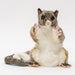 Hansa ringtail possum puppet
