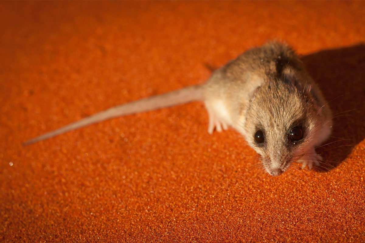 hairy footed dunnart australian geographic