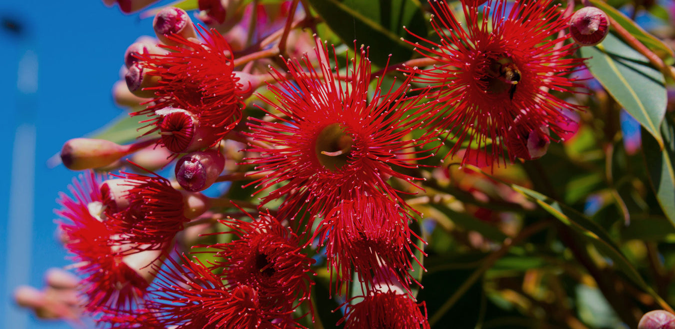 eucalyptus tree in bloom