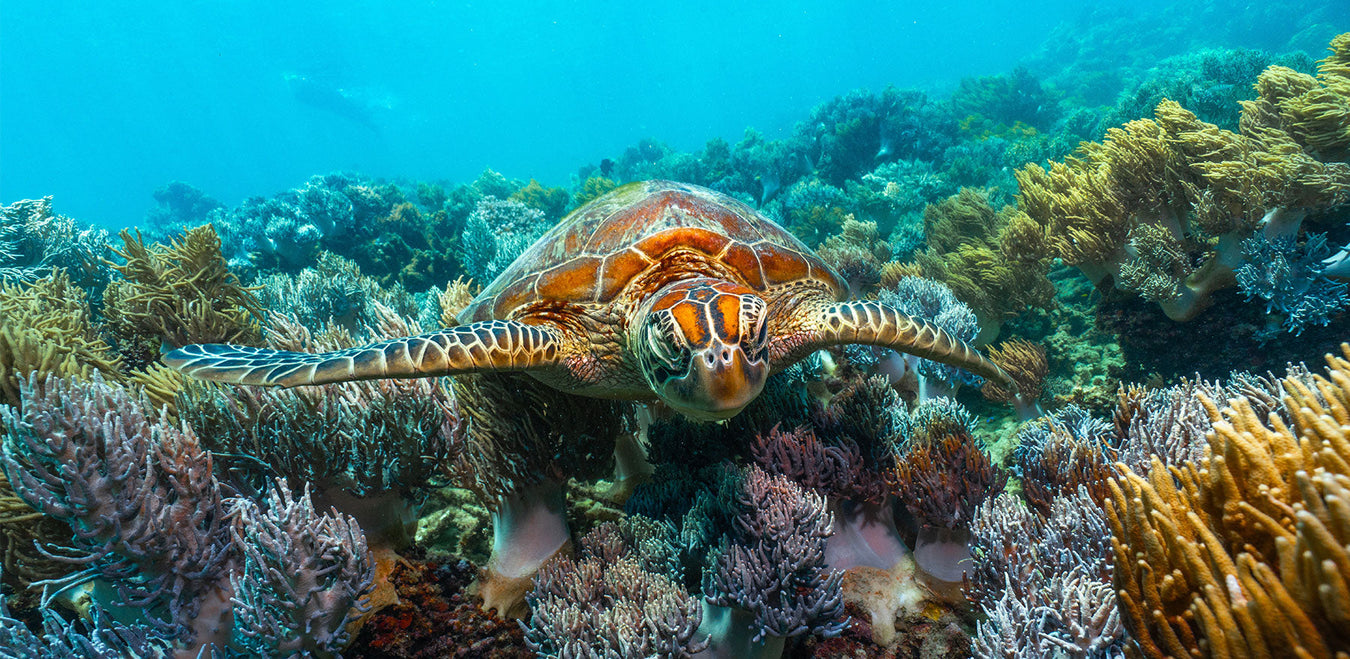 World Oceans Day