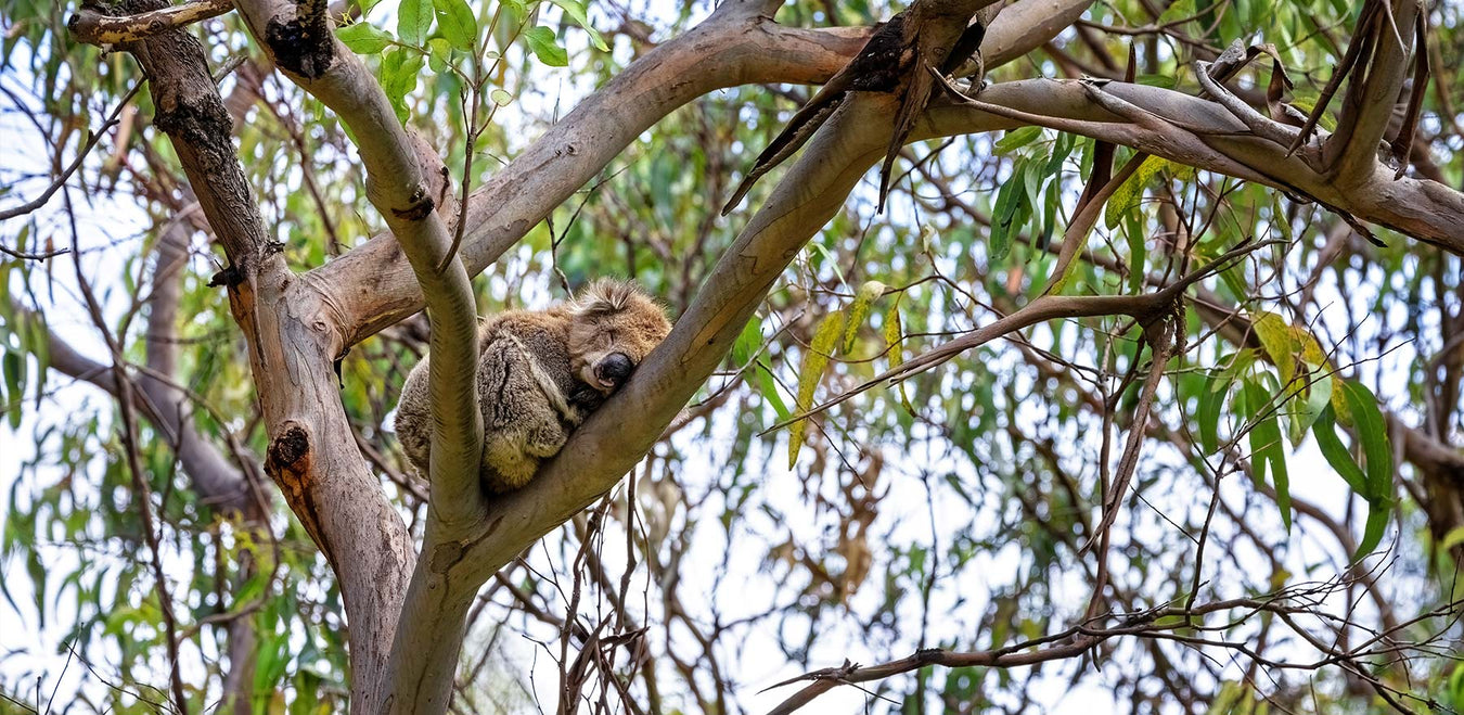koala sleeping in a tree