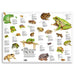 Frog Poster
