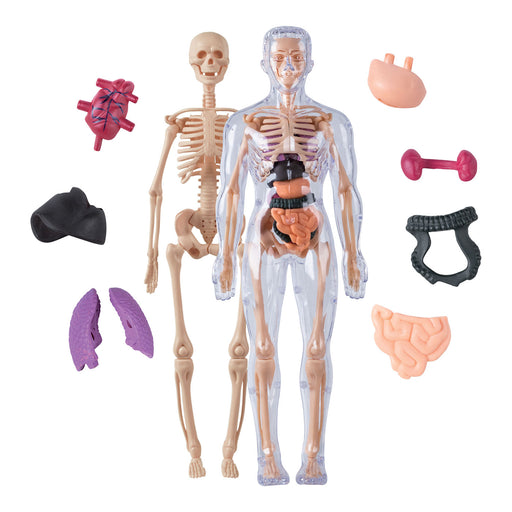Skeletal system model with transparent torso showing internal organs, surrounded by anatomical models on a white background.