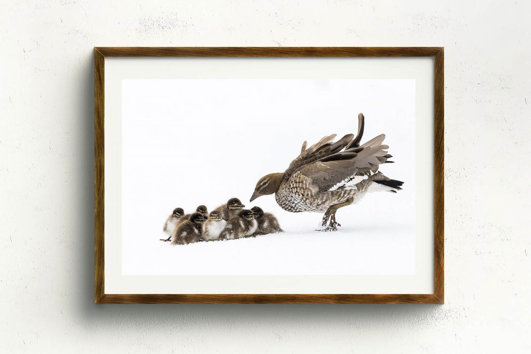 Duckling Huddle' by Charles Davis