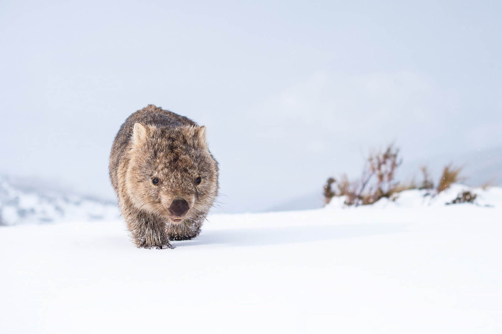 Photography Prints — Australian Geographic