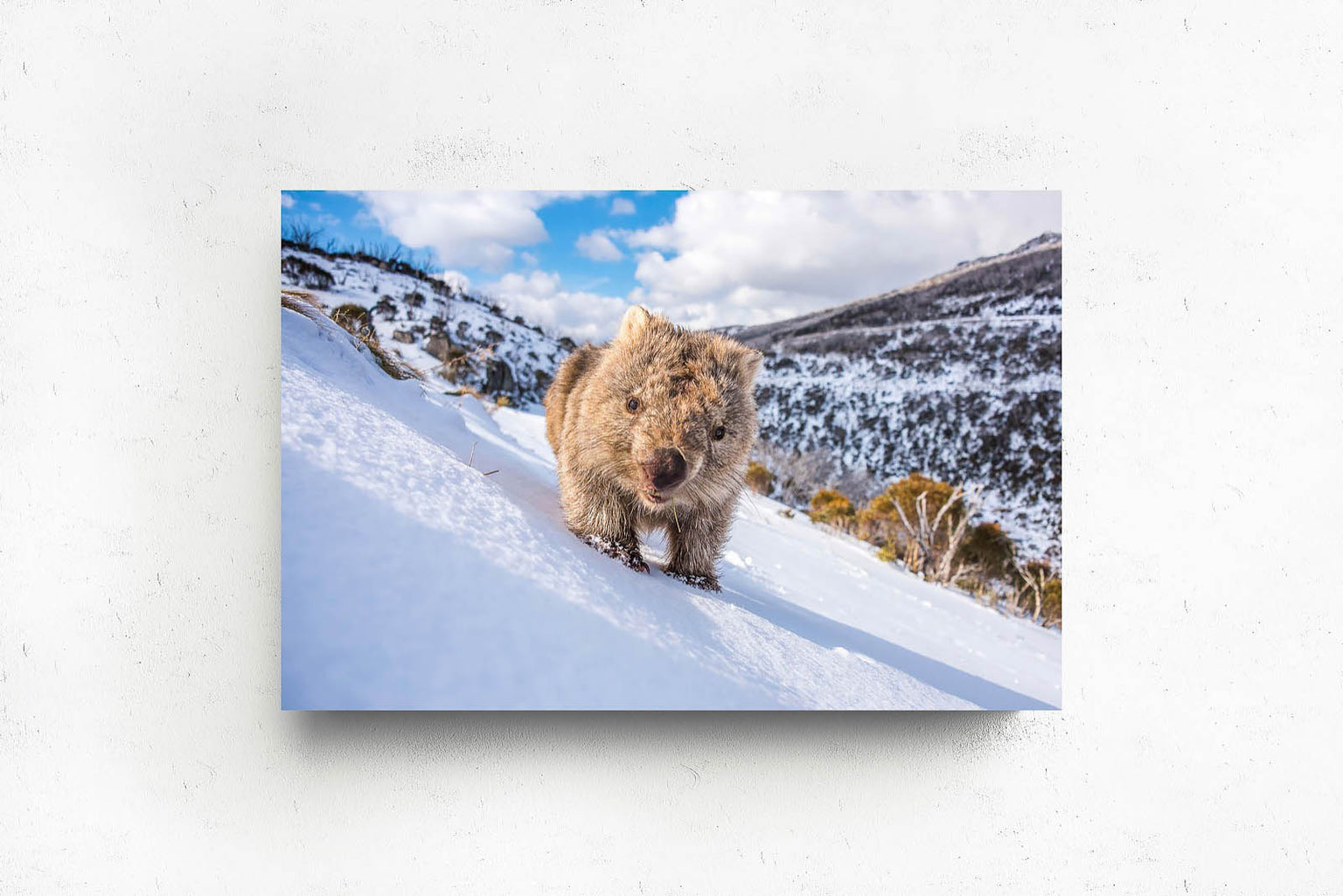 Photography Prints — Australian Geographic