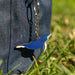 A blue and white whale-shaped keychain with a silver metal chain, shown hanging against a dark blue denim surface with blurred green grass in the background.