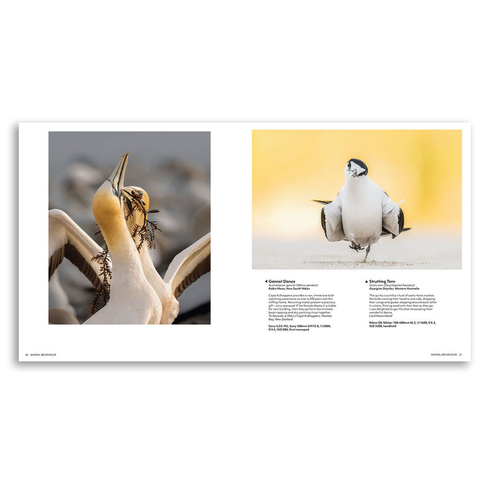 A two-page spread from a printed book, showing close-up and full-body photographs of a gull with descriptive text beneath each photo on a white page layout.