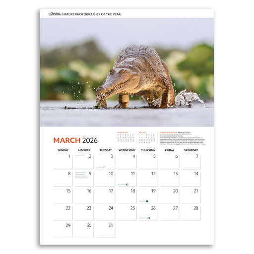 Calendar page for March 2026 featuring a crocodile in water with a blurred natural background.
