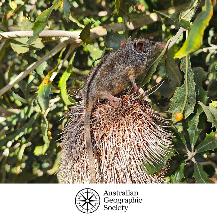Small mammal on a banksia fruit with Australian Geographic Society logo
