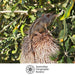 Small mammal on a banksia fruit with Australian Geographic Society logo