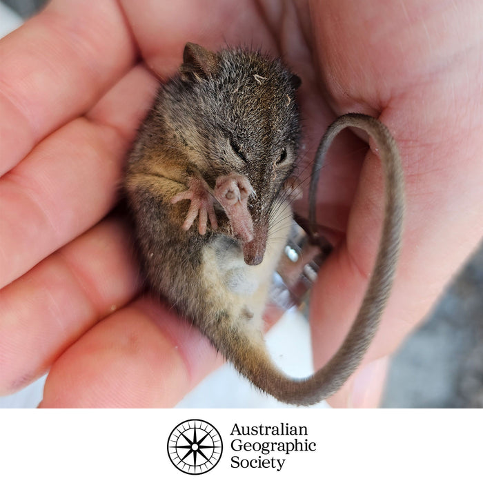 Small marsupial held in a person's hand with Australian Geographic Society logo.