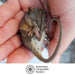 Small marsupial held in a person's hand with Australian Geographic Society logo.