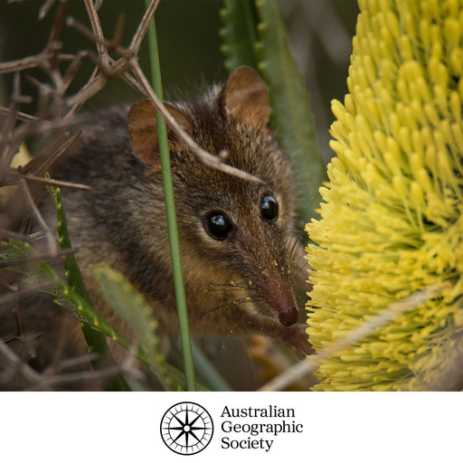 Small mammal among green plants with a yellow flower, Australian Geographic Society logo.