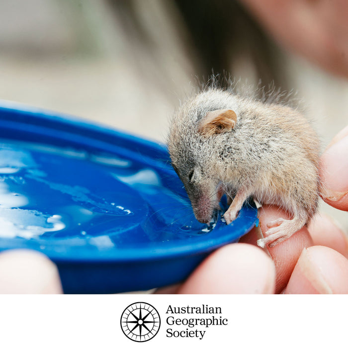 Small animal drinking from a blue container held by a person, with Australian Geographic Society logo.
