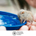 Small animal drinking from a blue container held by a person, with Australian Geographic Society logo.