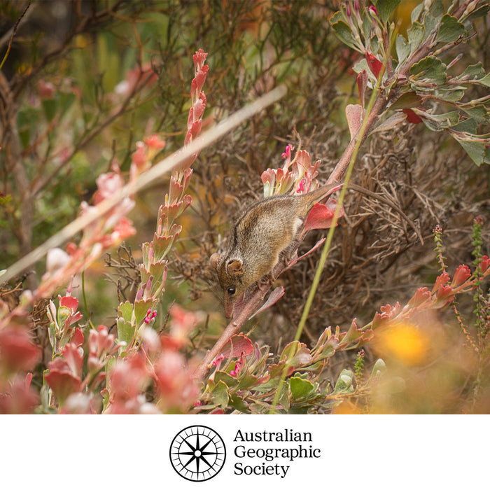 Small mammal on a branch with pink flowers and blurred background