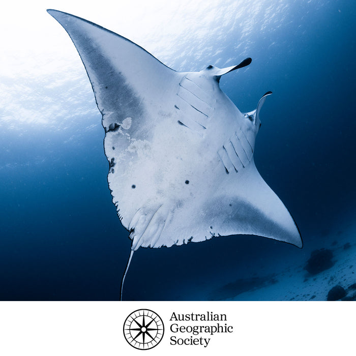 An underwater photograph of a manta ray swimming through deep blue ocean water, with the Australian Geographic Society logo printed at the bottom on a white band.