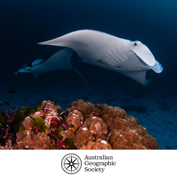 Underwater photograph of a large manta ray swimming above a coral reef, with a second manta ray in the background and the Australian Geographic Society logo at the bottom.
