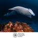 Underwater photograph of a large manta ray swimming above a coral reef, with a second manta ray in the background and the Australian Geographic Society logo at the bottom.