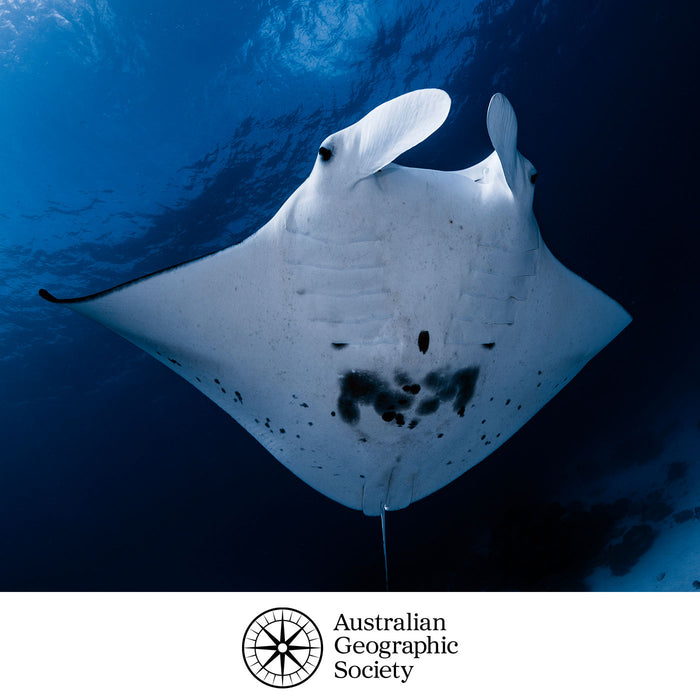 An underwater photograph of a manta ray swimming upward through deep blue ocean water, with the Australian Geographic Society logo printed at the bottom on a white band.