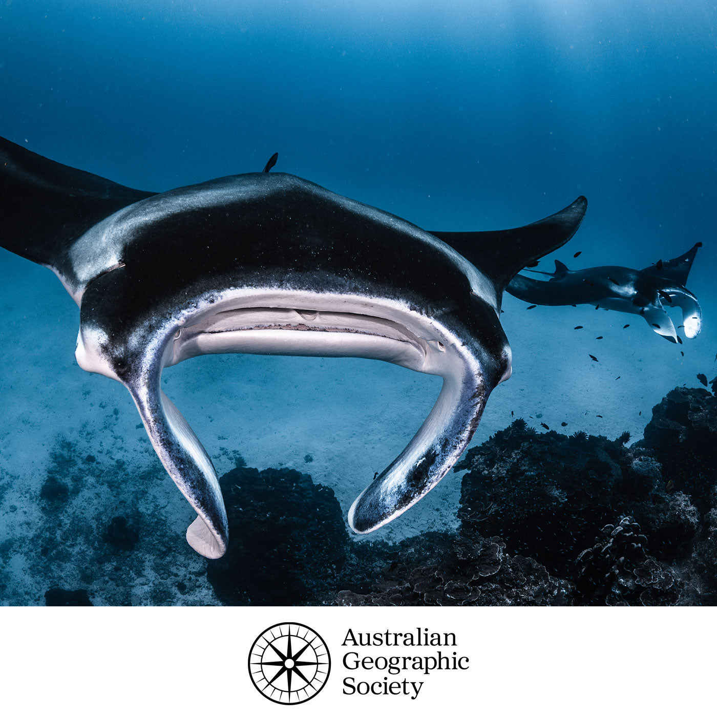 Australia's Most Endangered Species Donation — Australian Geographic