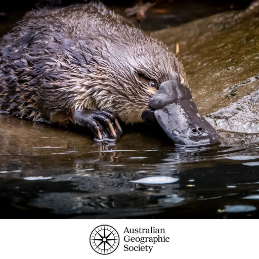 Duck-billed platypus in water with Australian Geographic Society logo