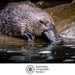Duck-billed platypus in water with Australian Geographic Society logo