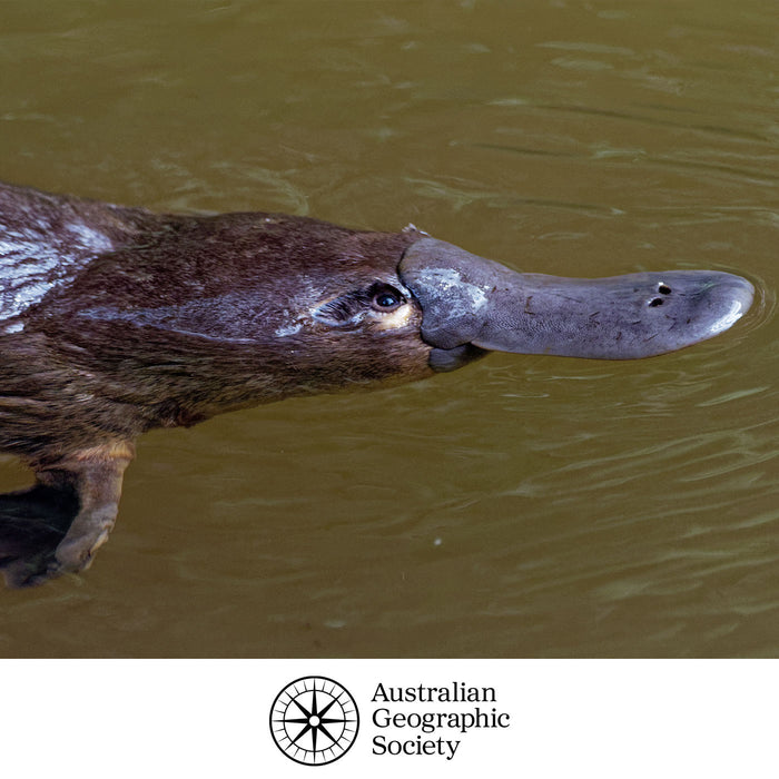 platypus swimming in water with Australian Geographic Society logo at the bottom