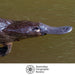 platypus swimming in water with Australian Geographic Society logo at the bottom