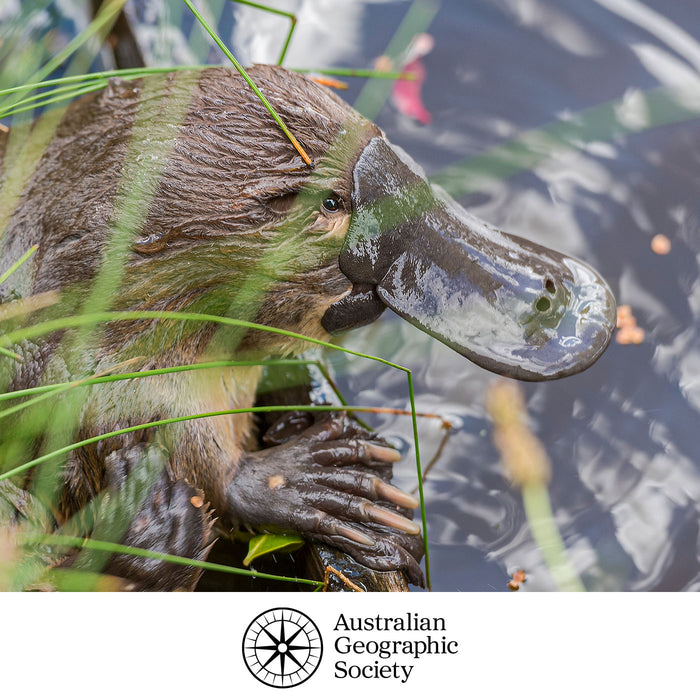 platypus partially submerged in water with grass in the foreground, Australian Geographic Society logo at the bottom.
