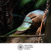 Duck-billed platypus peeking out from under leaves with Australian Geographic Society logo.