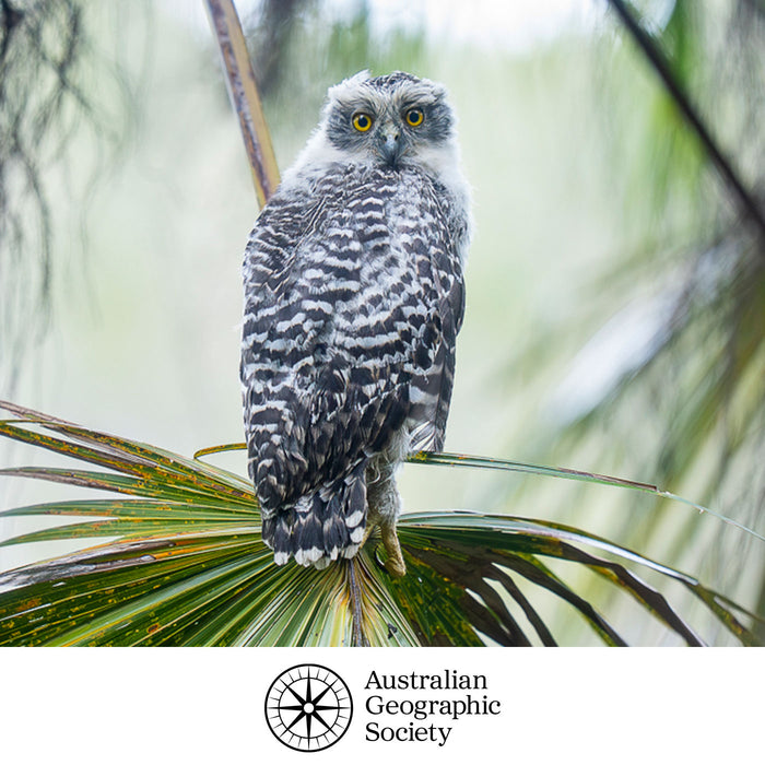 Owl perched on a branch with Australian Geographic Society logo