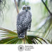 Owl perched on a branch with Australian Geographic Society logo