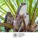 Two owls perched on a branch with palm leaves in the background, Australian Geographic Society logo visible
