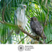 Two owls perched on a branch with green foliage in the background, Australian Geographic Society logo visible