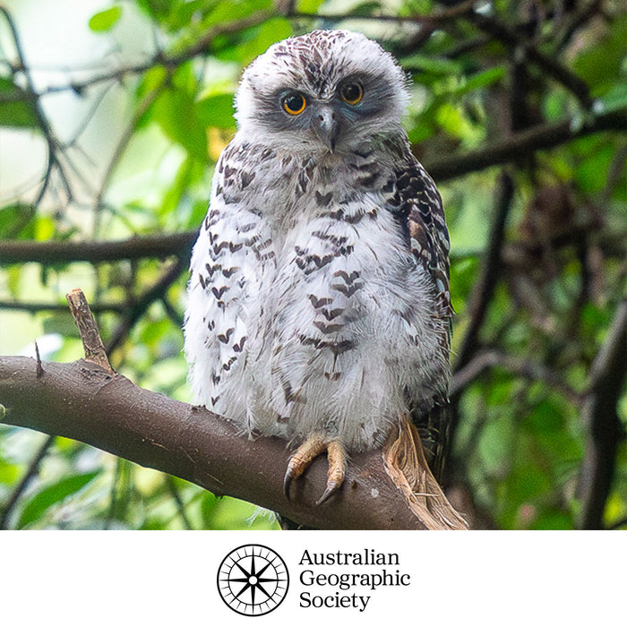 Owl perched on a branch with a blurred green background