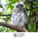 Owl perched on a branch with a blurred green background