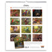 Australian Geographic Society Art Calendar 2027 hanging on a wall, showing a grid of colorful Australian bird illustrations with the Australian Geographic logo at the top.