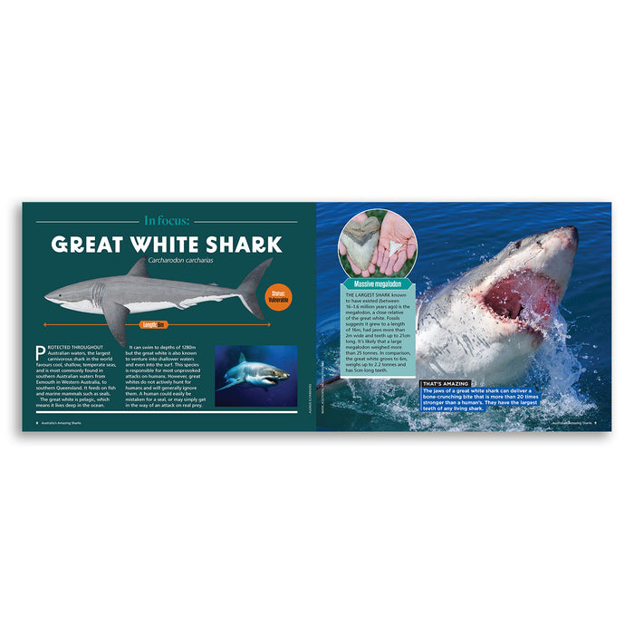 Australia's Amazing Sharks