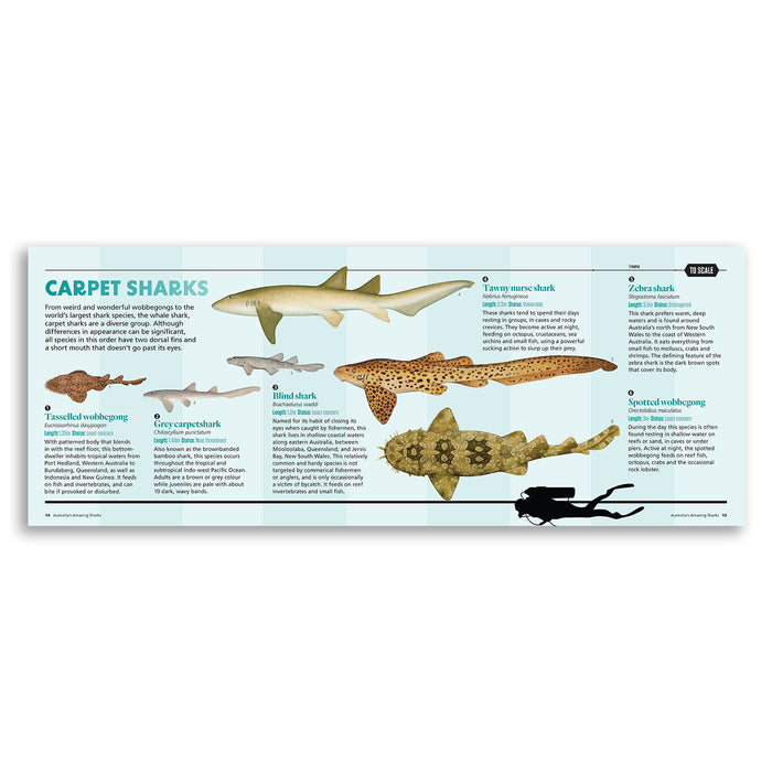 Australia's Amazing Sharks