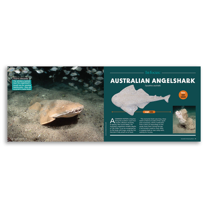 Australia's Amazing Sharks