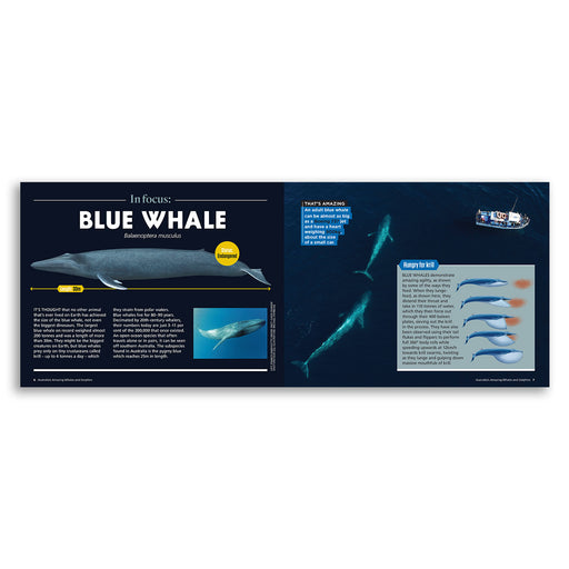 Educational display about blue whales with images and text on a dark background