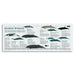 Educational poster about beaked whales with illustrations and text on a white background