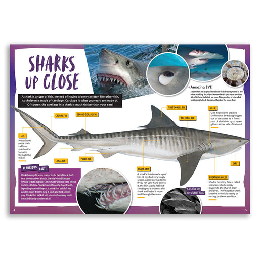 Educational poster about sharks with images and text on a purple border