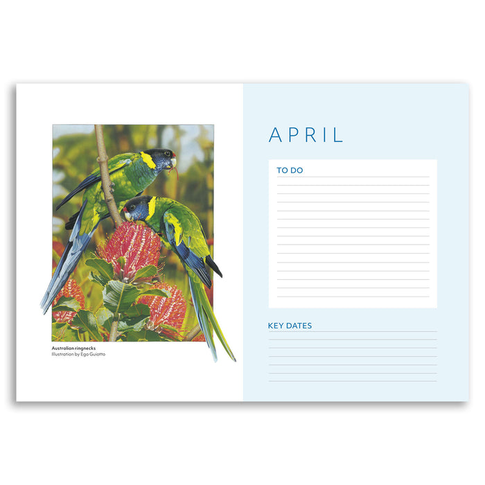 An open monthly planner or calendar spread showing the date page for April. The left page features a colorful photograph of two green and blue parrots perched on red flowers, with the caption 'Australasian paradise parrot' and 'Illustration by Peter Guiccioli.