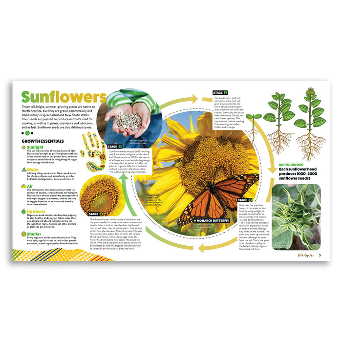 Educational diagram about sunflowers with illustrations and text on a white background