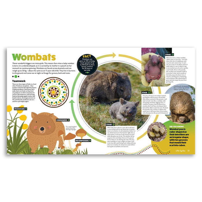 Educational page about wombats with illustrations and text on a white background
