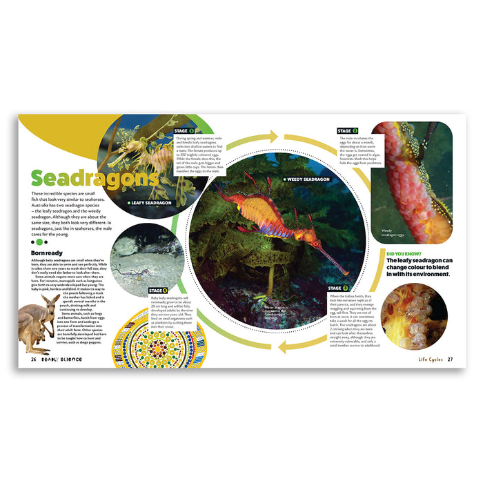 Educational page about seadragons with illustrations and text on a white background