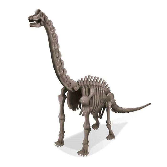 Dinosaur skeleton model on a white background